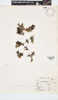 Zonaria tournefortii image