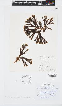 Zonaria tournefortii image