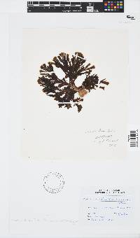 Zonaria tournefortii image