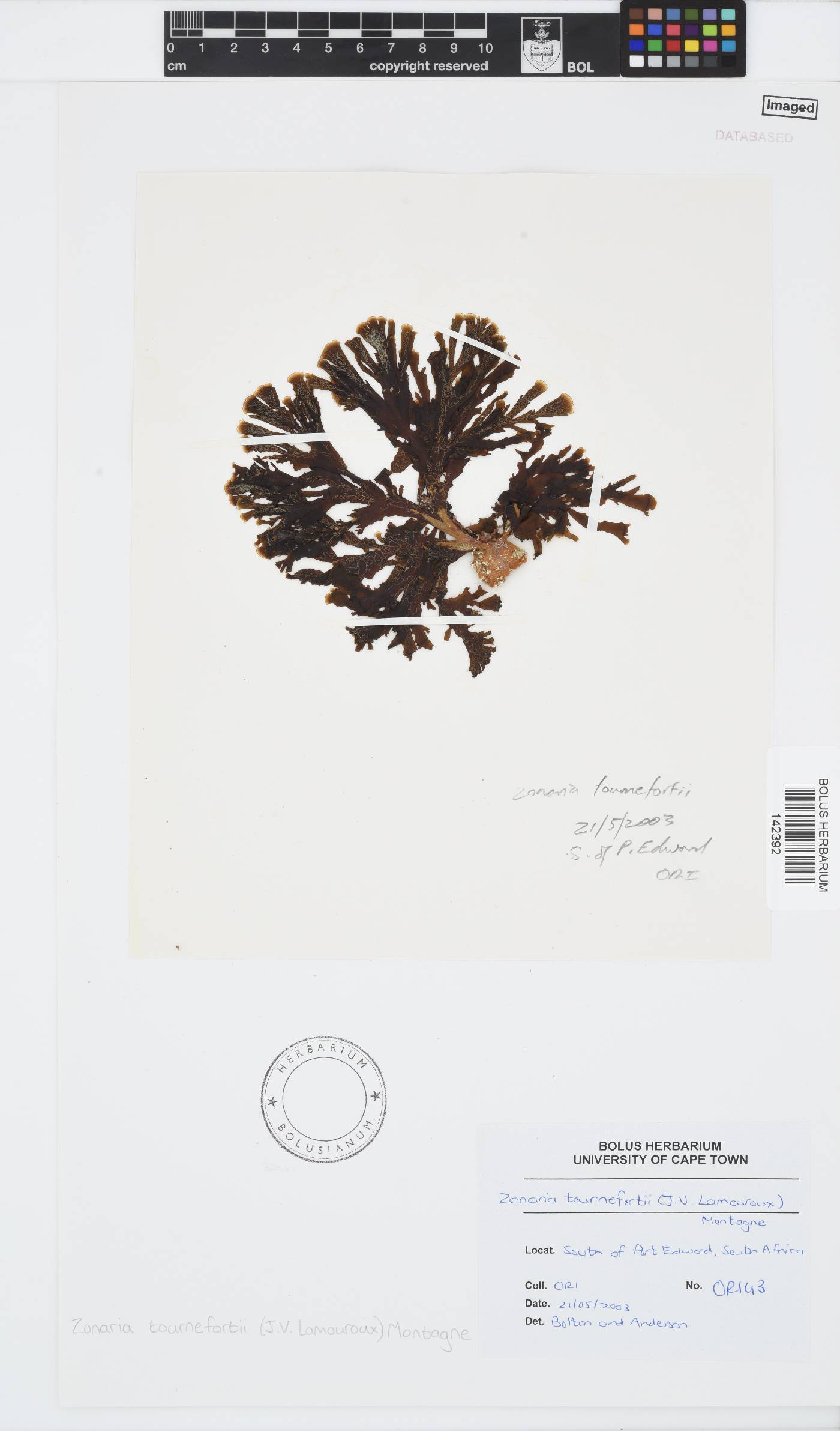 Zonaria tournefortii image