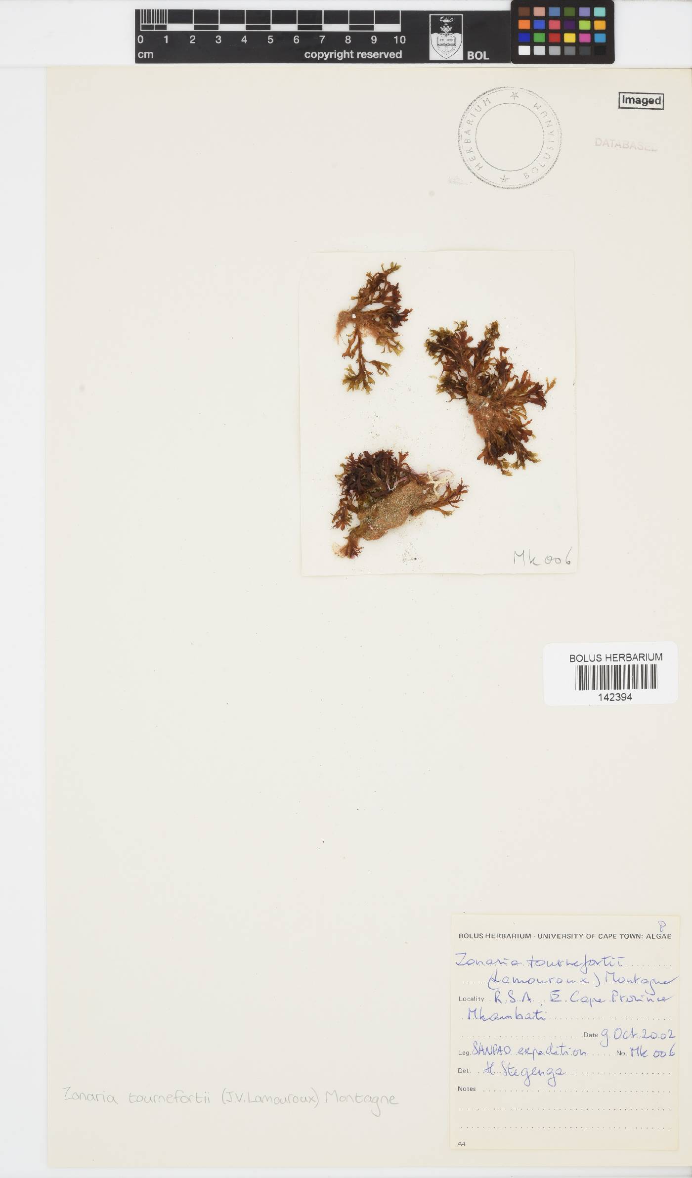 Zonaria tournefortii image