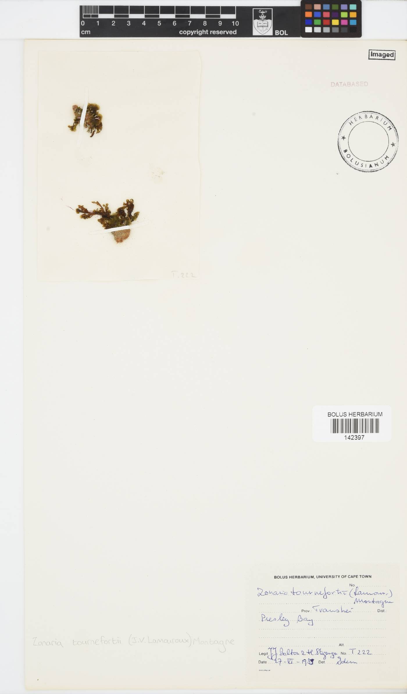 Zonaria tournefortii image