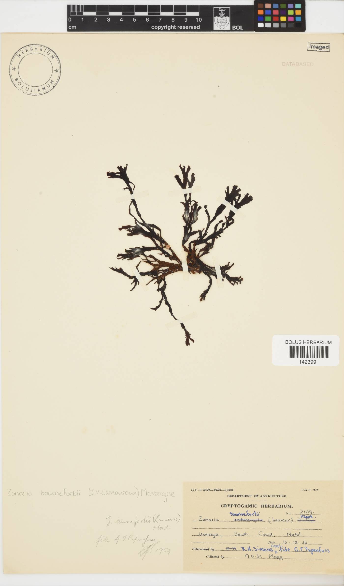 Zonaria tournefortii image