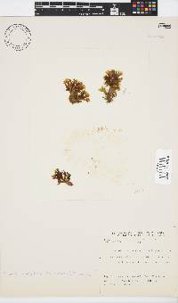 Zonaria tournefortii image
