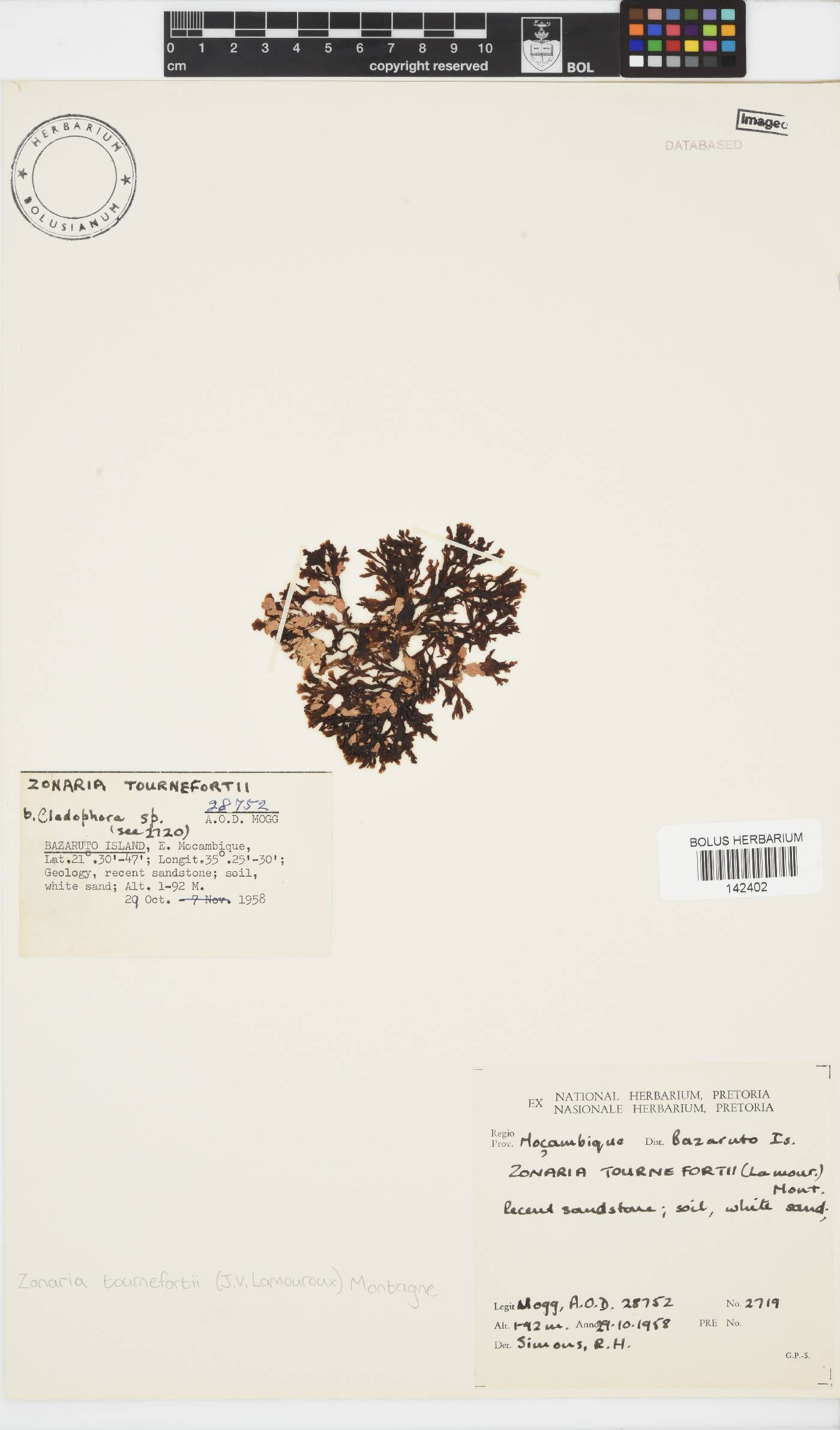 Zonaria tournefortii image