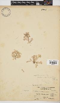 Arthrocardia corymbosa image