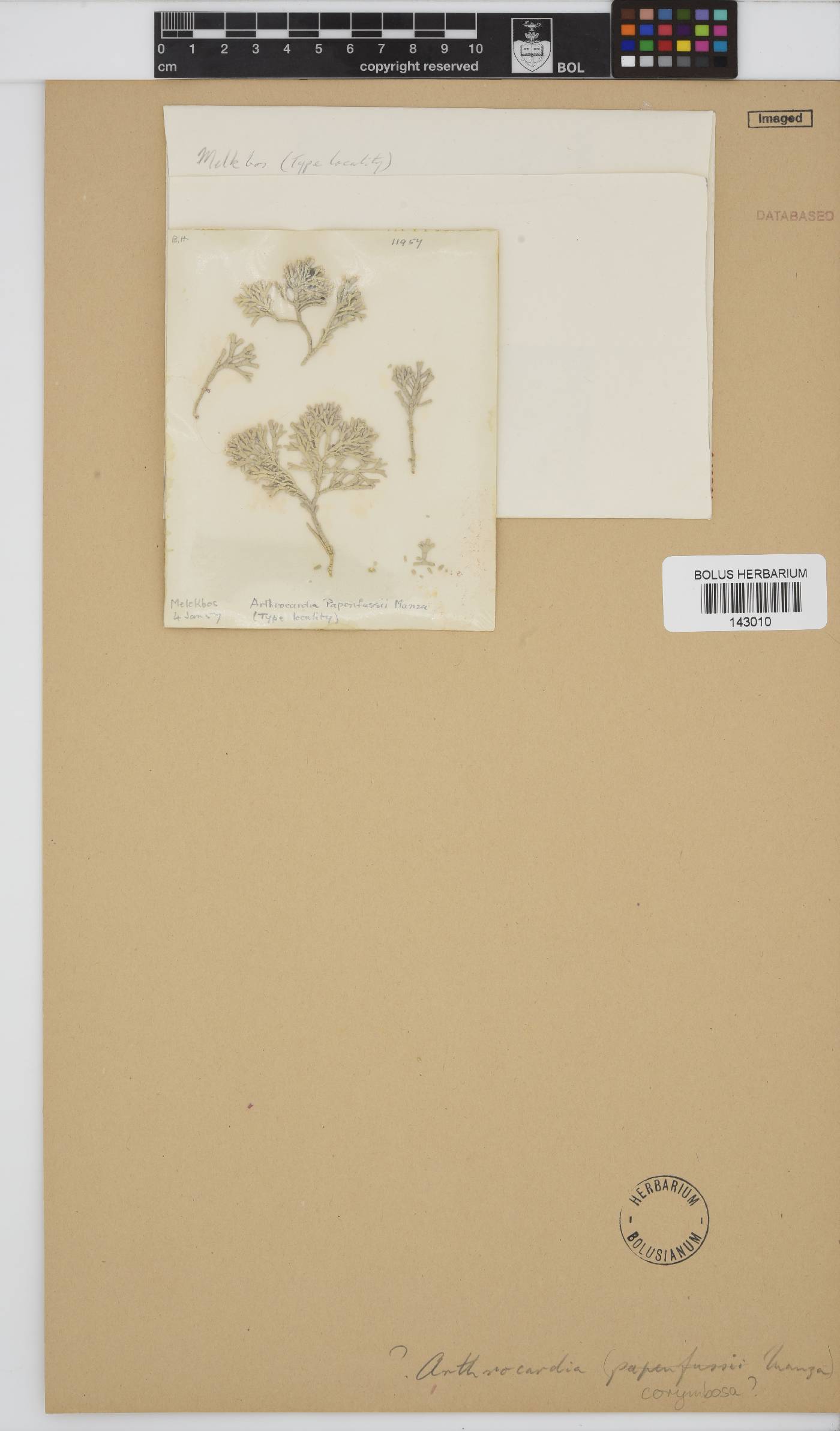 Arthrocardia corymbosa image