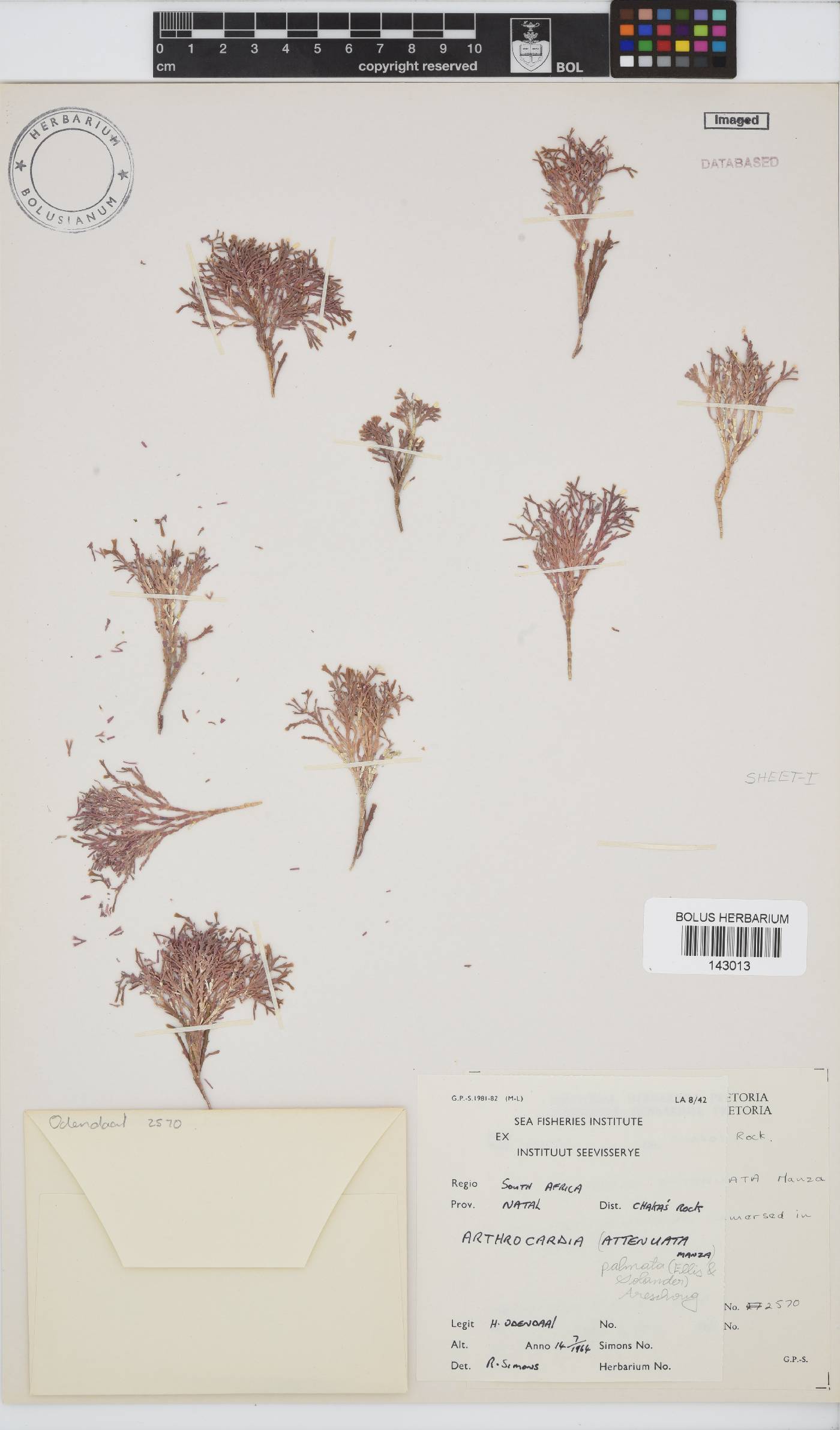 Arthrocardia palmata image