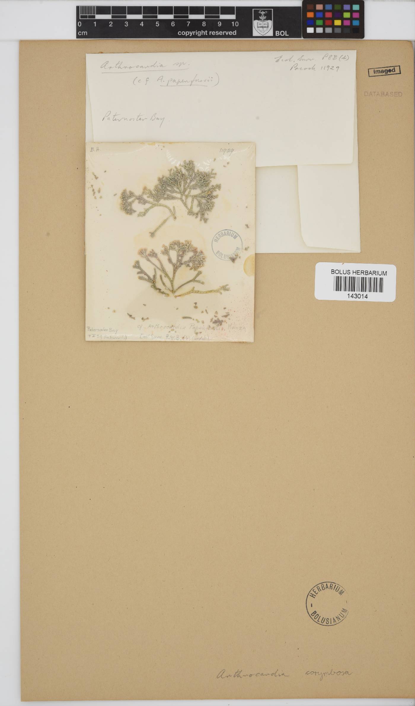 Arthrocardia corymbosa image