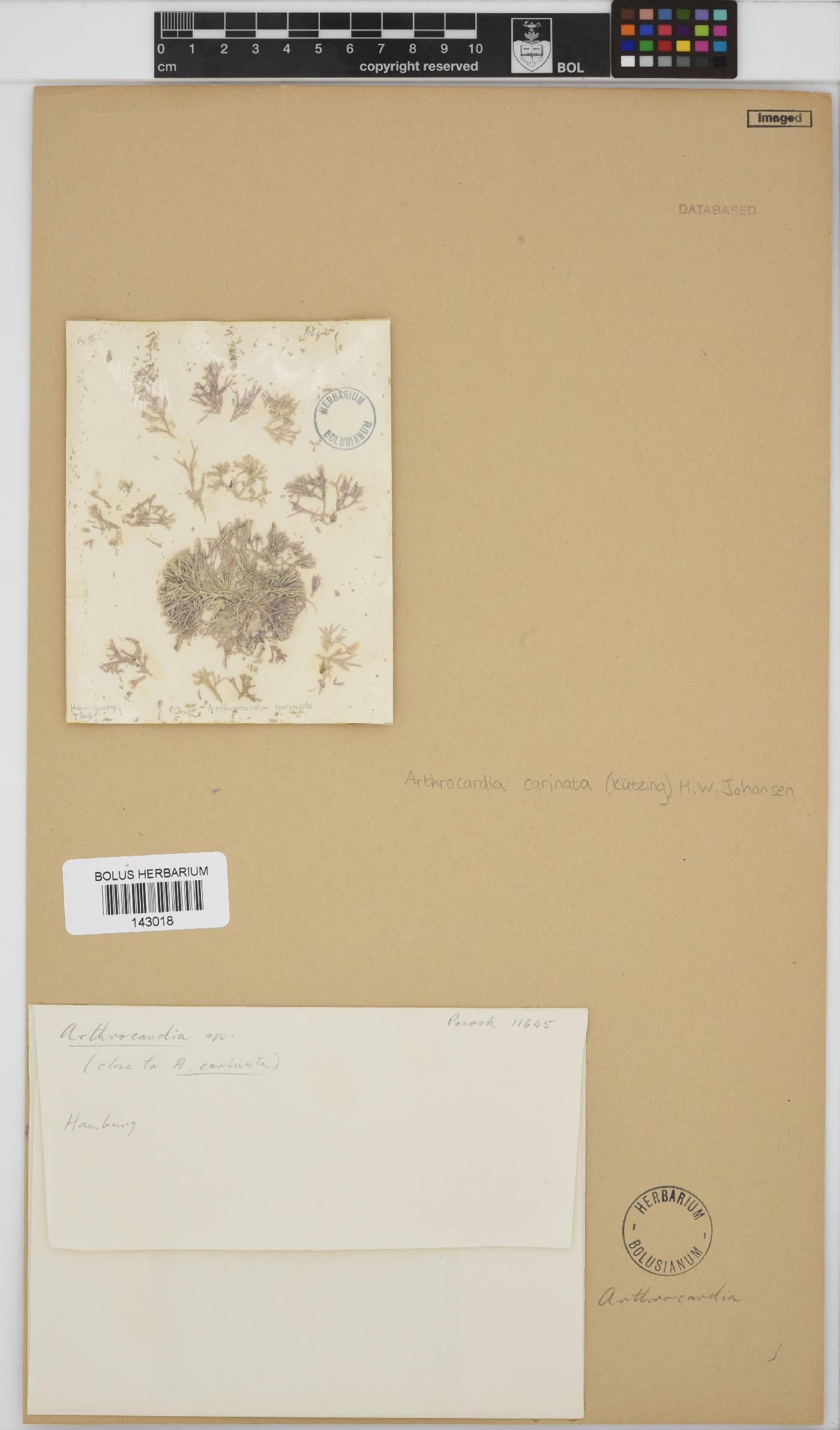 Arthrocardia carinata image