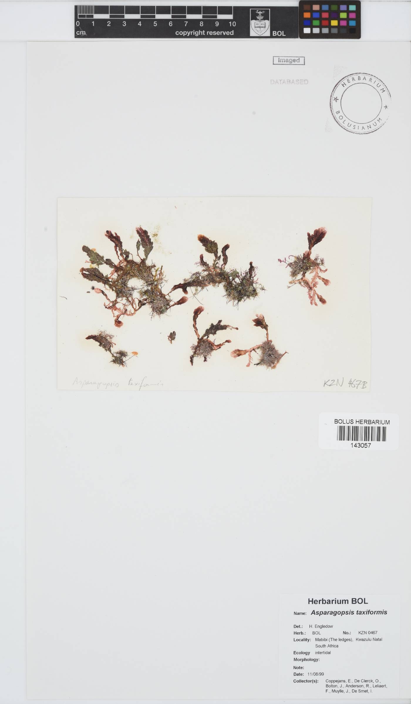 Asparagopsis taxiformis image