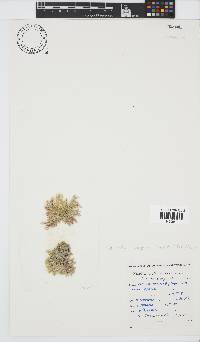 Image of Acrochaetium endozoicum