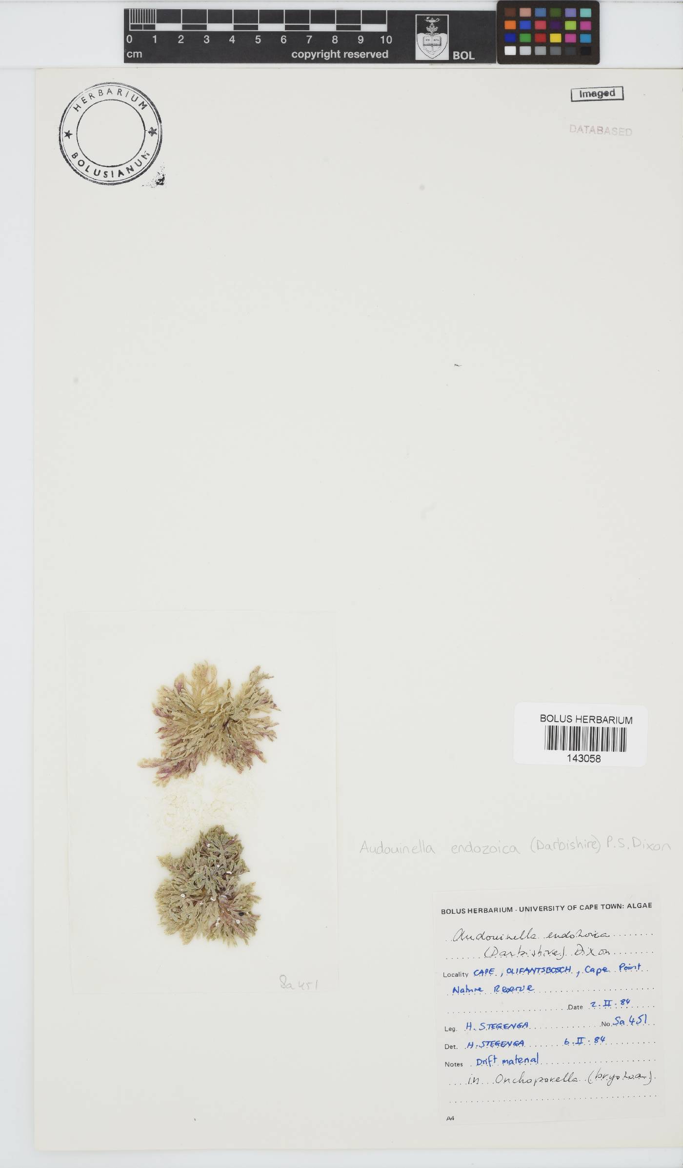 Acrochaetium endozoicum image