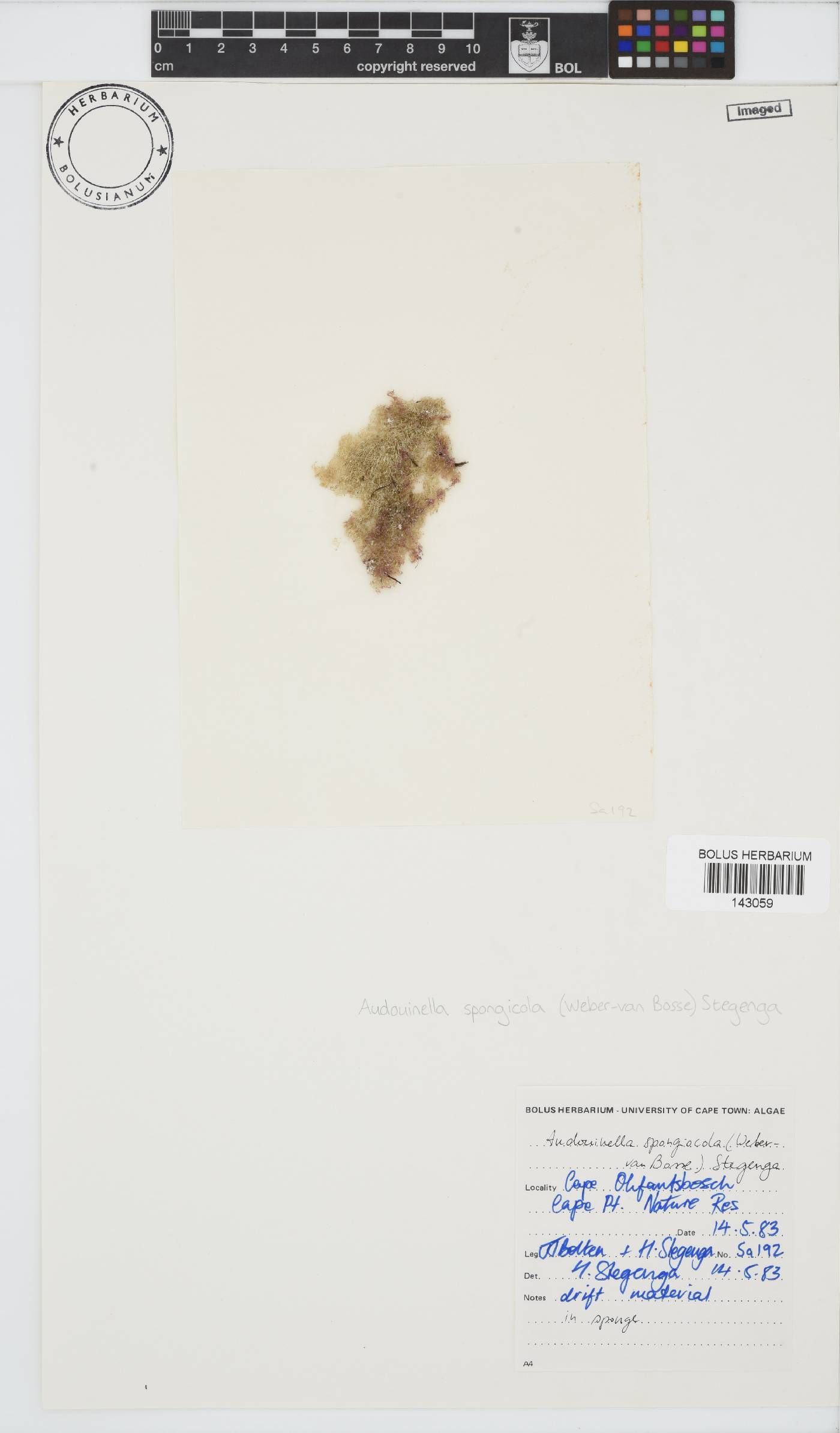 Acrochaetium spongicola image