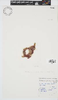 Acrochaetium spongicola image