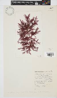 Inkyuleea beckeri image