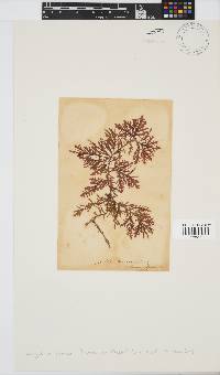 Inkyuleea beckeri image
