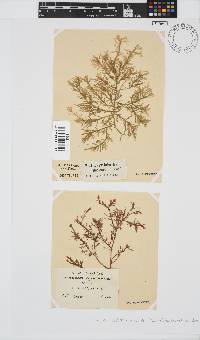 Inkyuleea beckeri image
