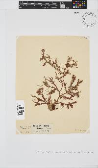Inkyuleea beckeri image