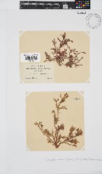 Inkyuleea beckeri image