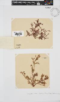 Inkyuleea beckeri image