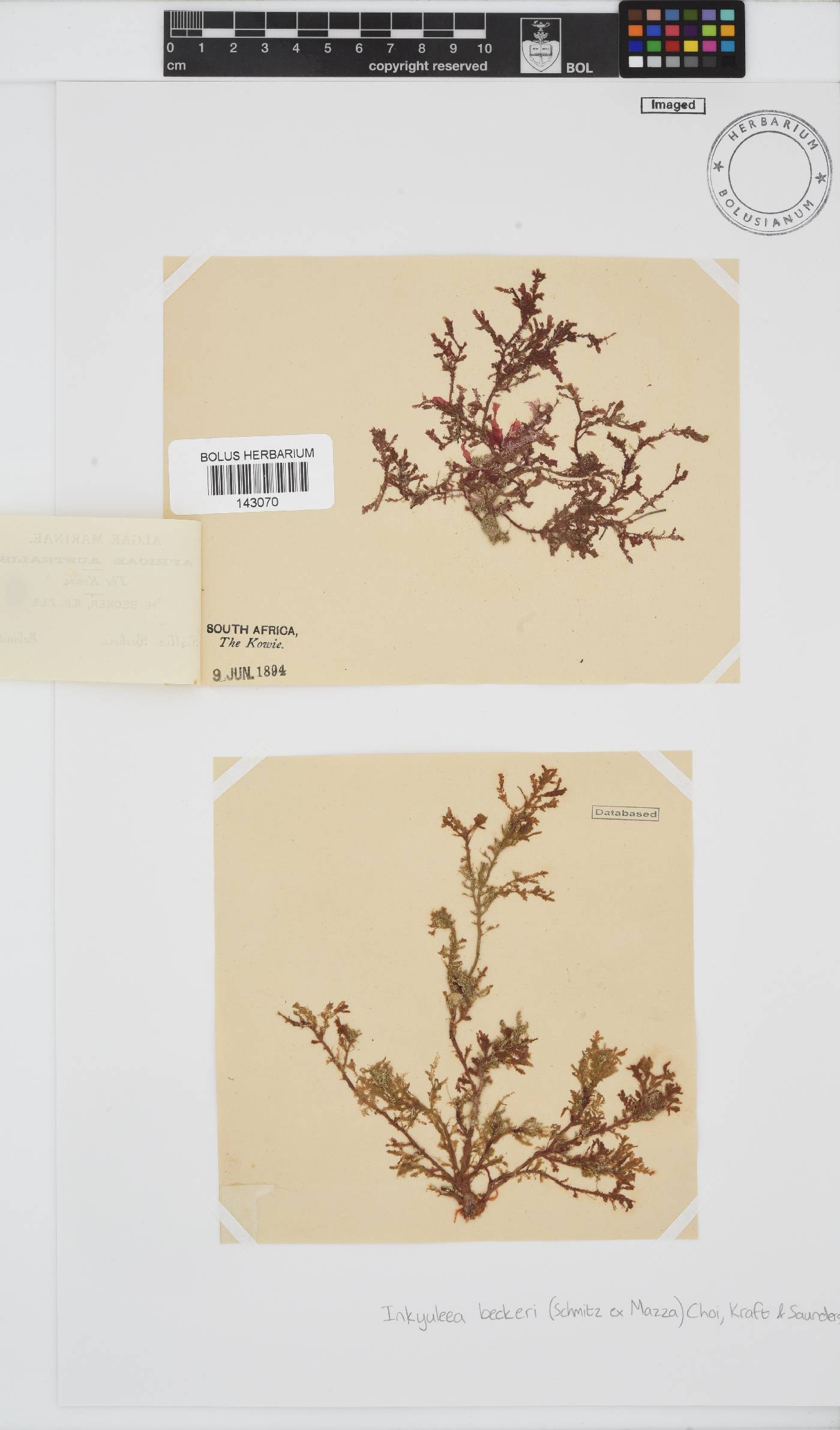 Inkyuleea beckeri image