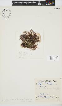 Inkyuleea beckeri image