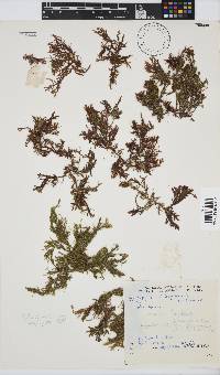 Inkyuleea beckeri image