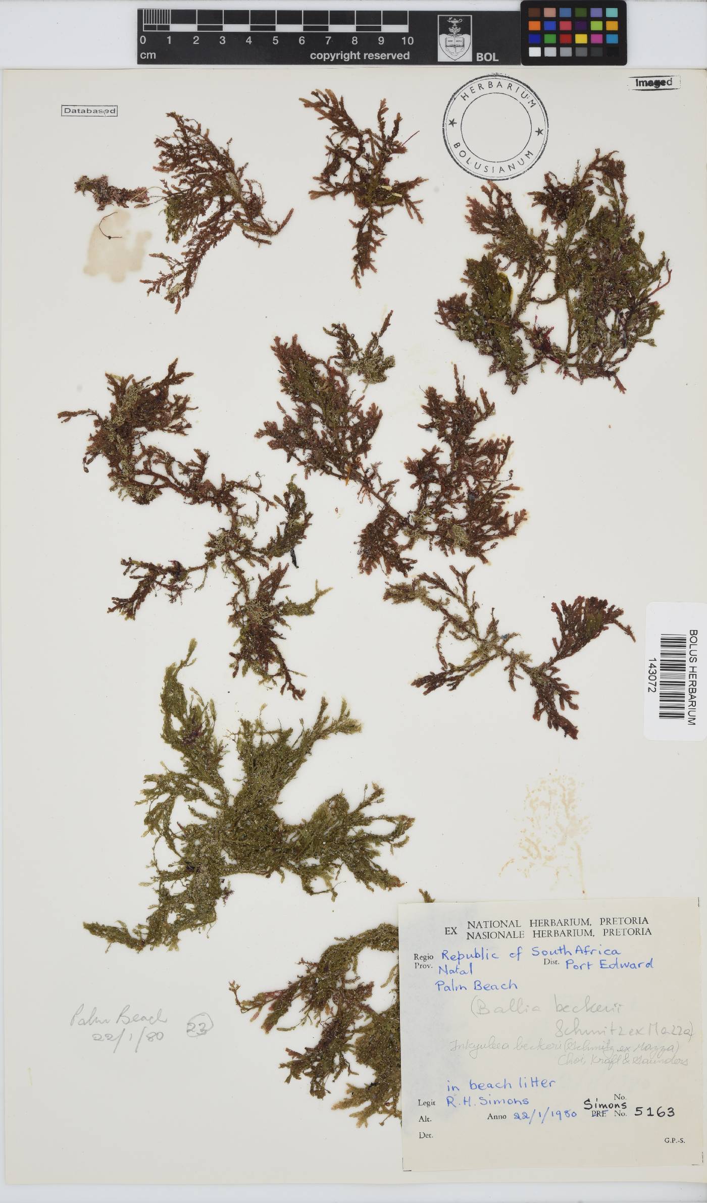 Inkyuleea beckeri image