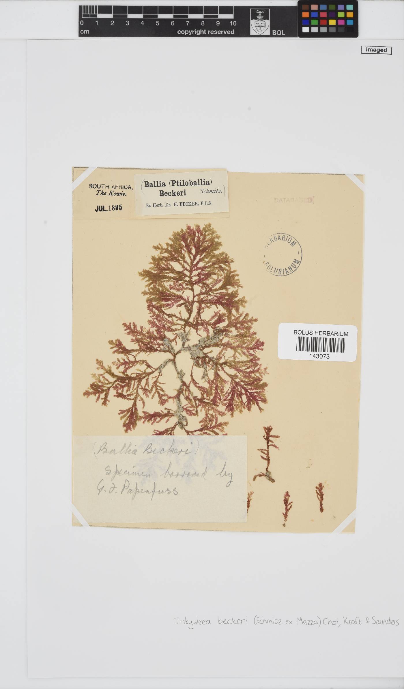 Inkyuleeaceae image