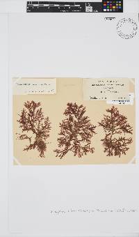 Inkyuleea beckeri image