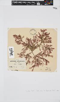 Inkyuleea beckeri image