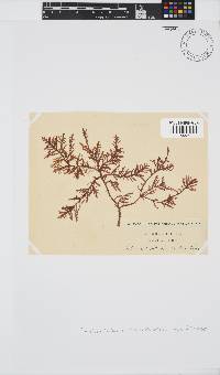 Inkyuleea beckeri image