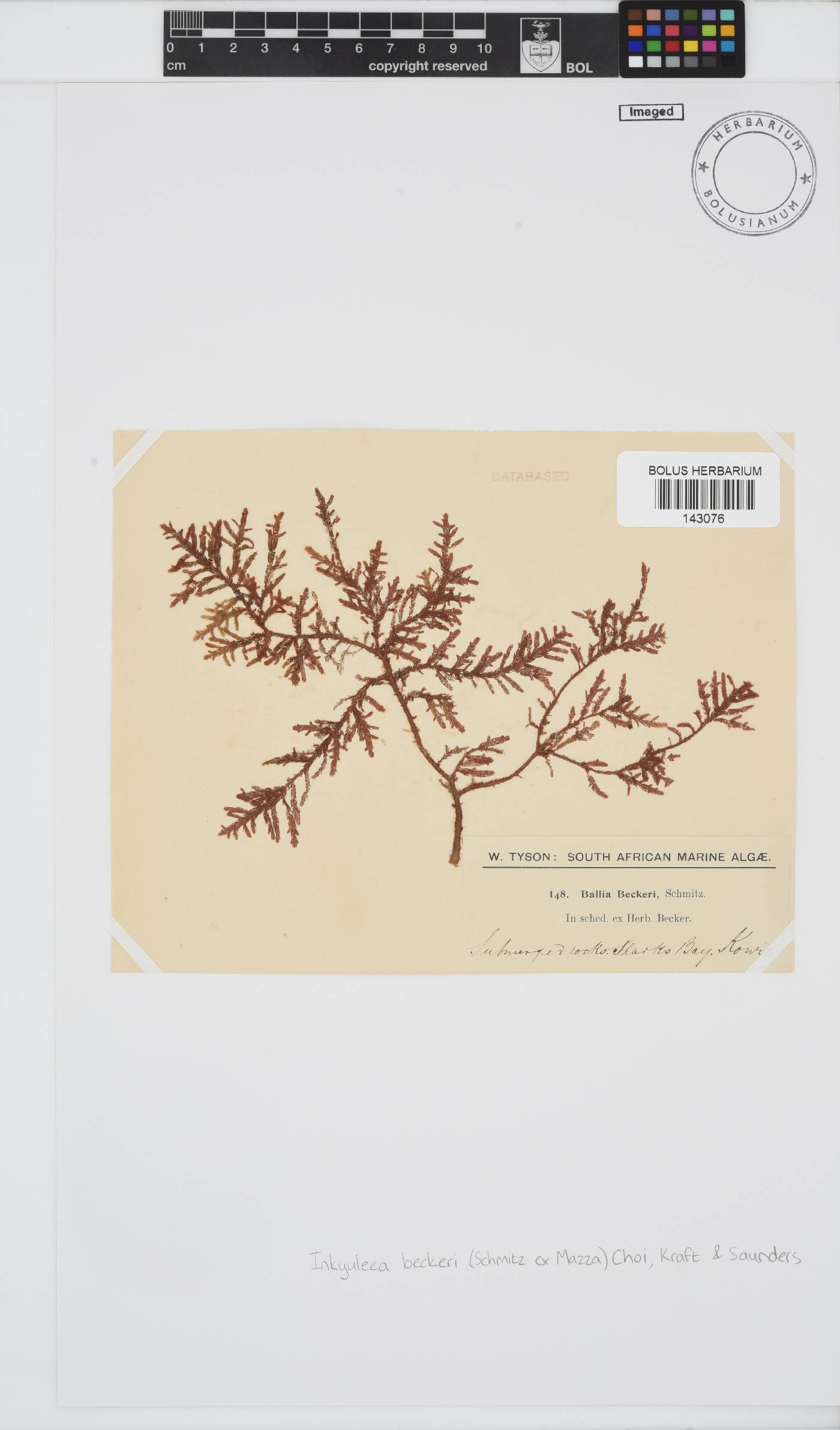 Inkyuleea beckeri image
