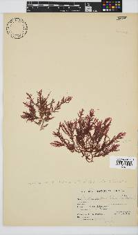 Inkyuleea beckeri image