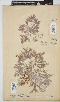 Inkyuleea beckeri image