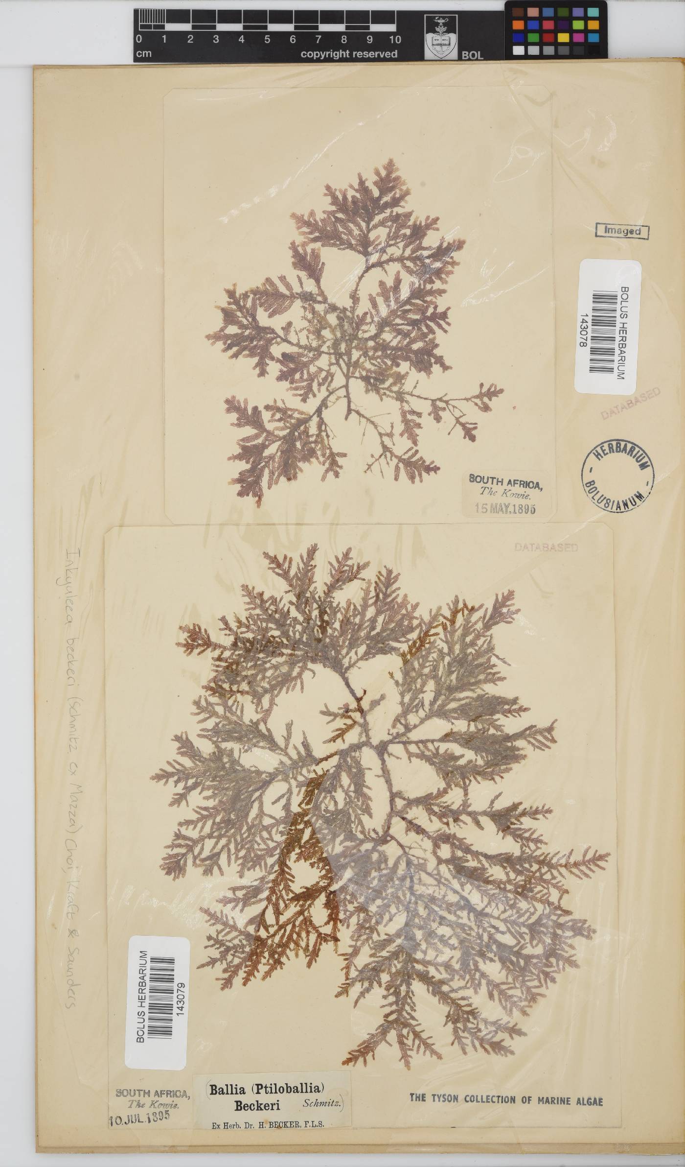 Inkyuleea beckeri image