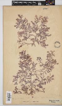 Inkyuleea beckeri image