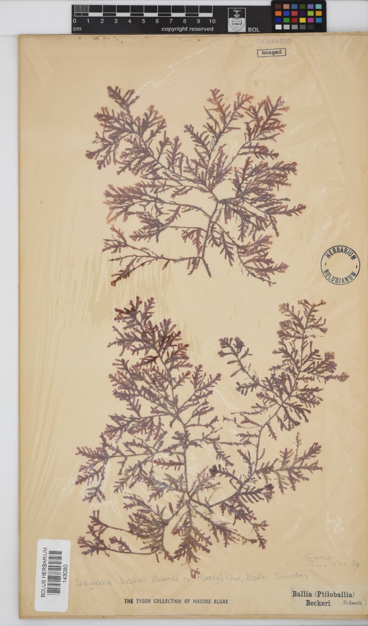 Inkyuleeaceae image