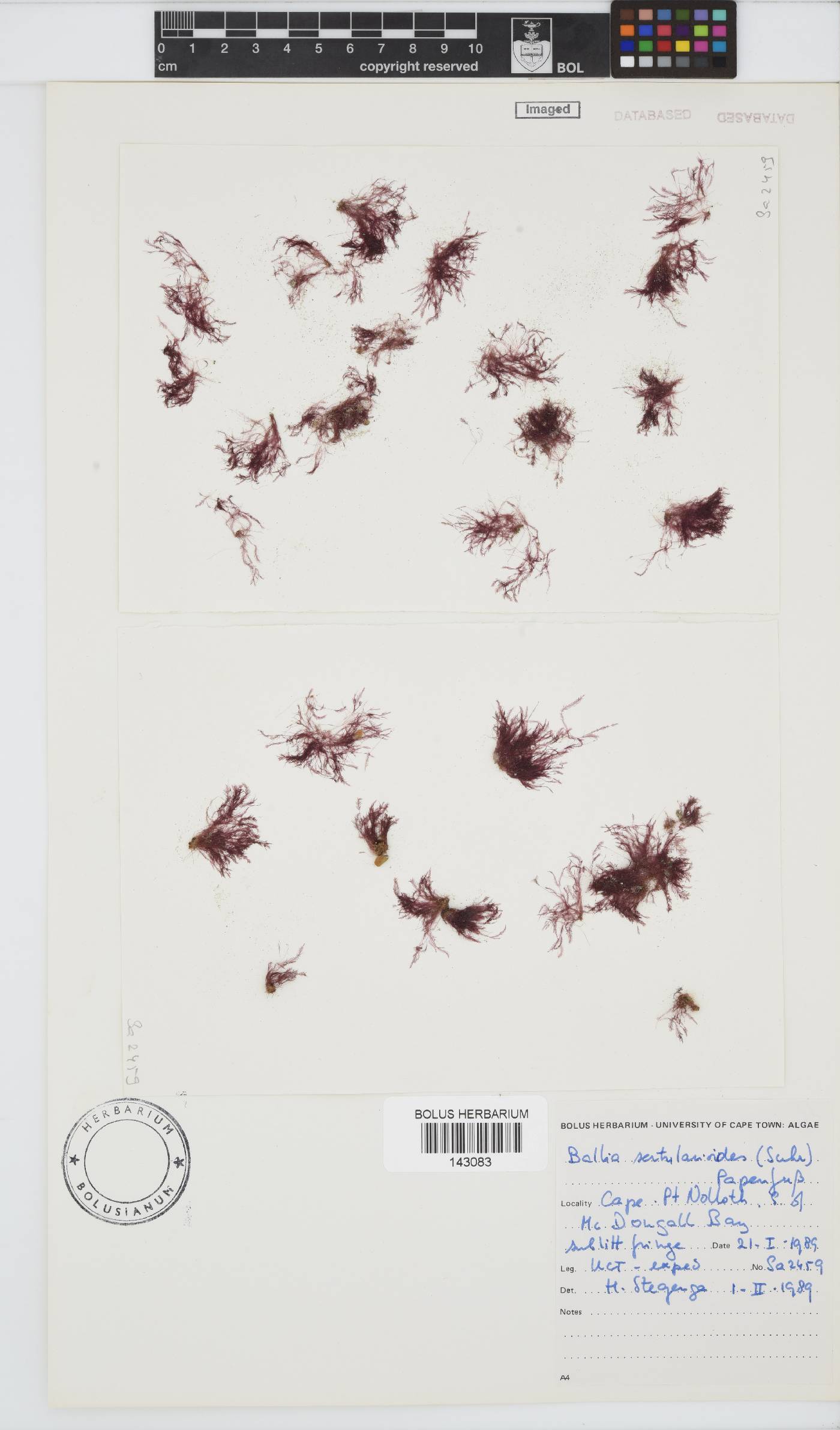 Ballia sertularioides image