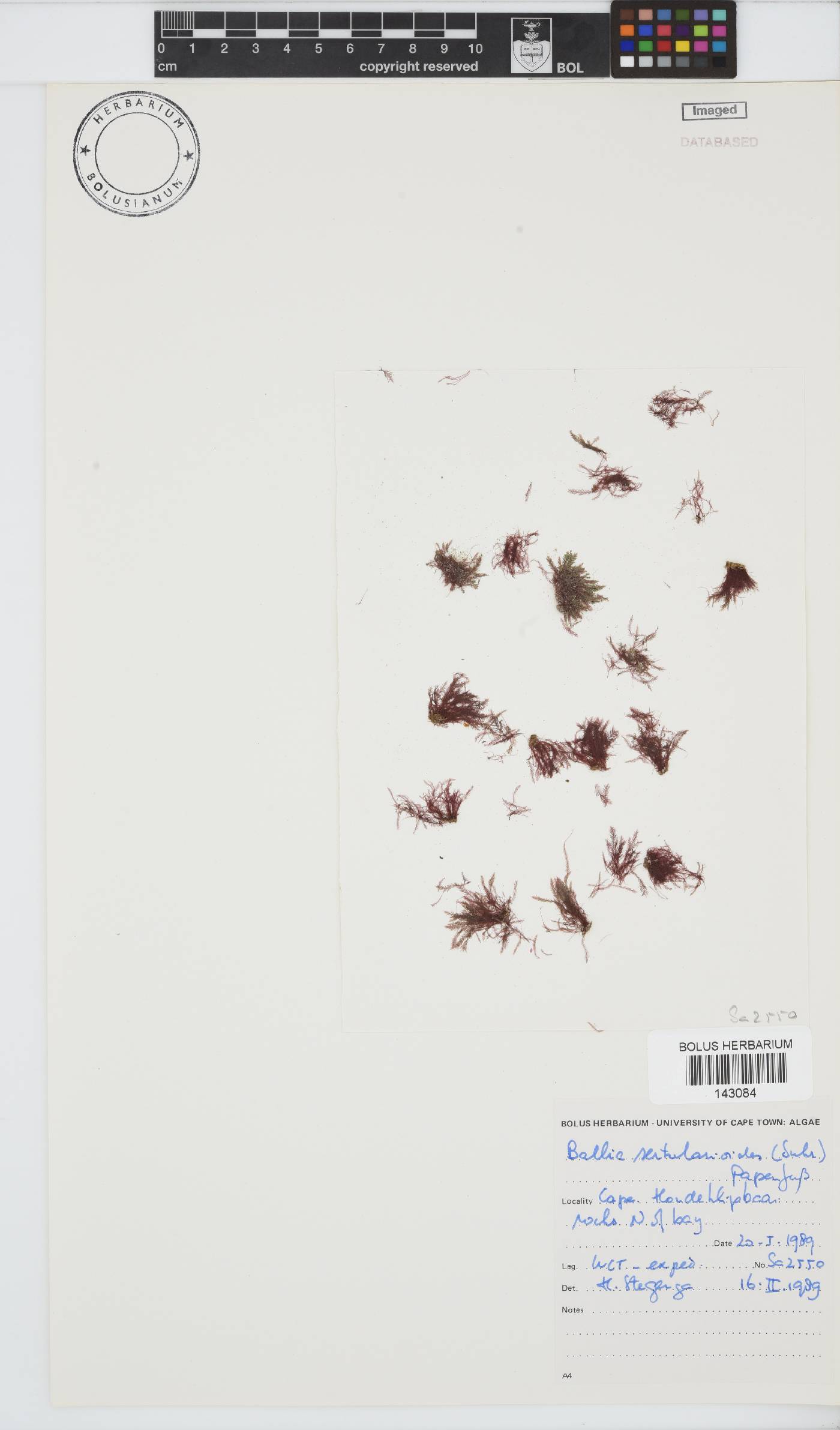 Ballia sertularioides image