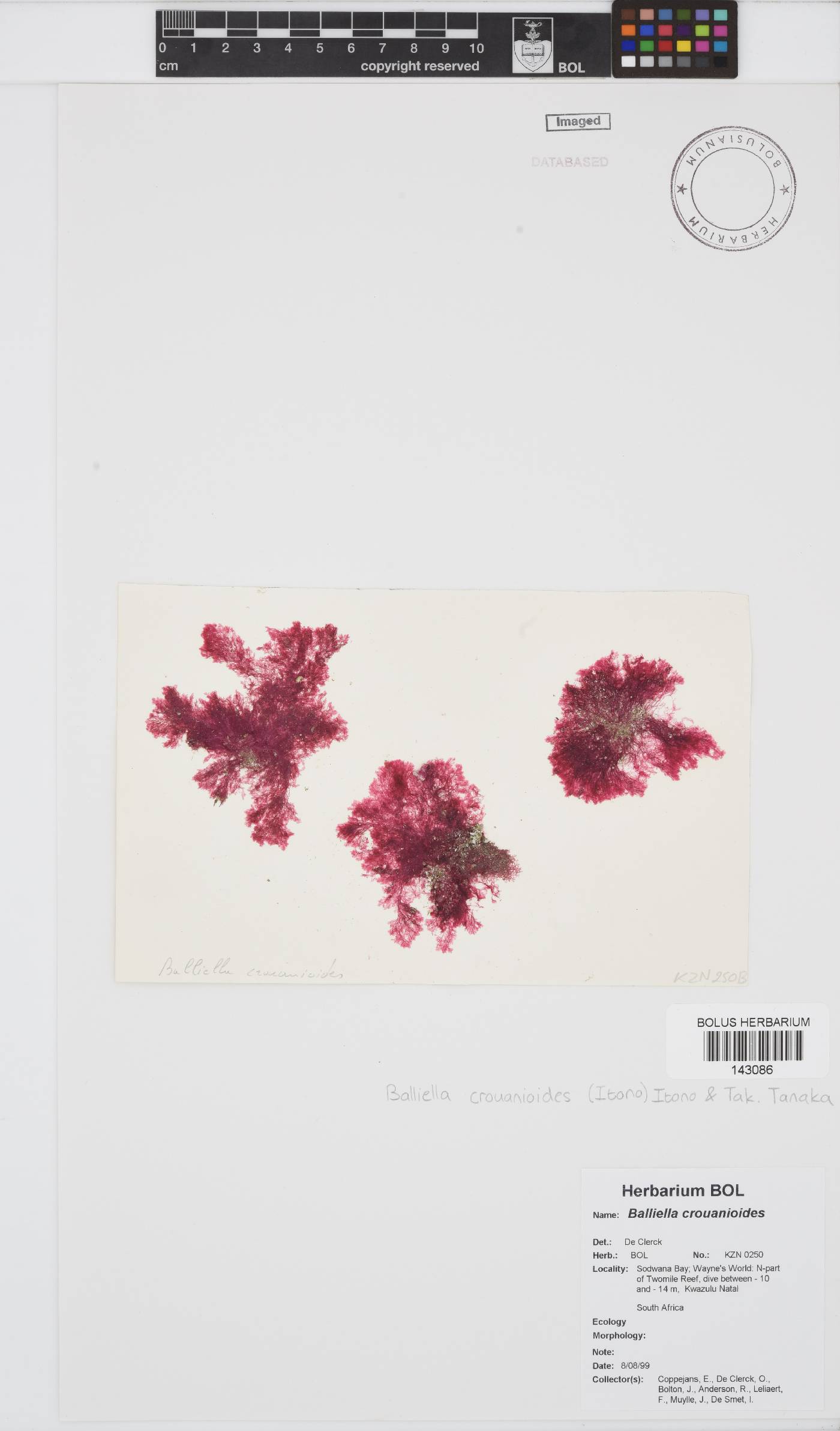 Balliella image