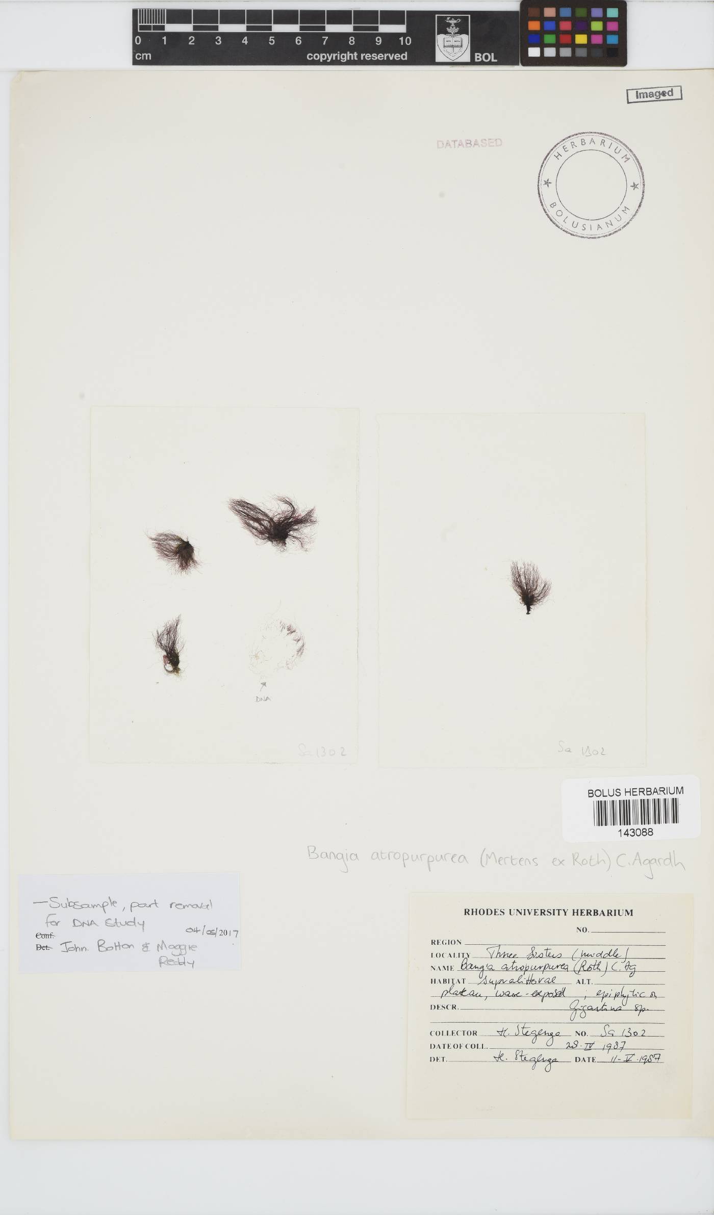 Bangia atropurpurea image