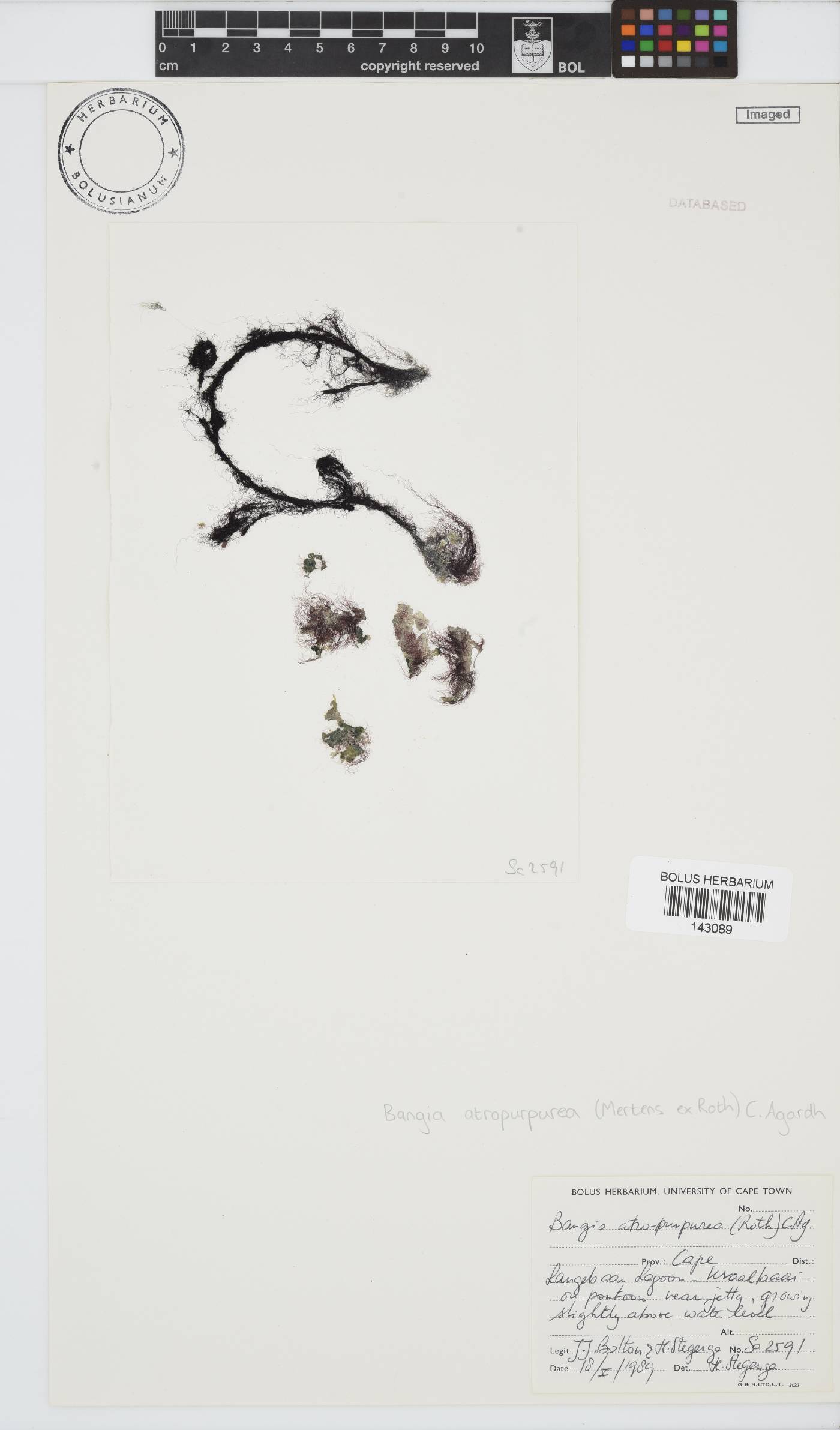 Bangia atropurpurea image