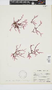 Bartoniella crenata image