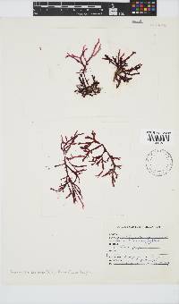 Bartoniella crenata image