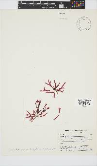 Bartoniella crenata image