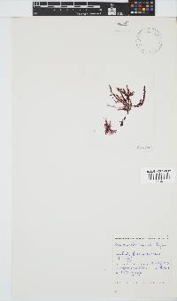 Bartoniella crenata image