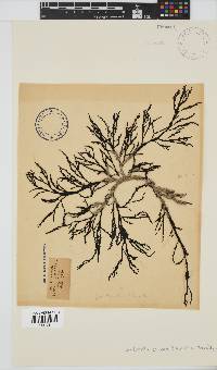 Bartoniella crenata image