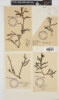 Bartoniella crenata image